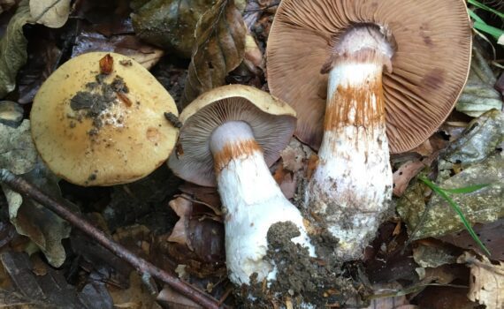 Lundspindling, Cortinarius largus