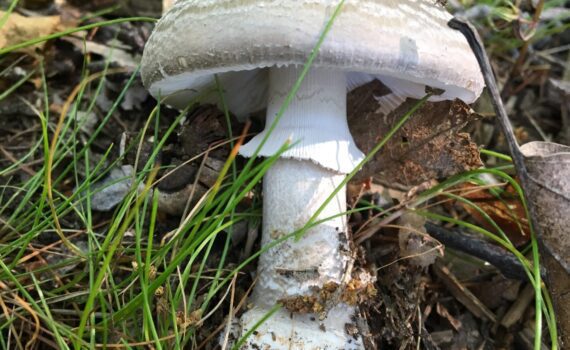Gråfotad flugsvamp, Amanita excelsa