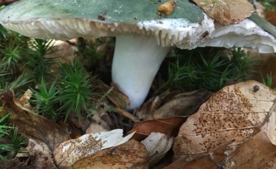 Brokkremla helgrön variant, Russula cyanoxantha var. peltereaui