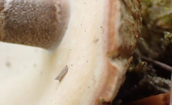 Sommarticka, Lentinus substrictus
