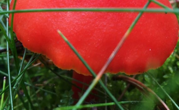 Scharlakansvaxskivling, Hygrocybe punicea