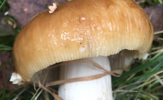 Stinkkremla, Russula foetens