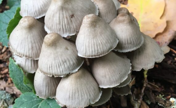 Rynkhätta, Mycena galericulata