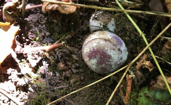 Safirspindling, Cortinarius moënne-loccozii