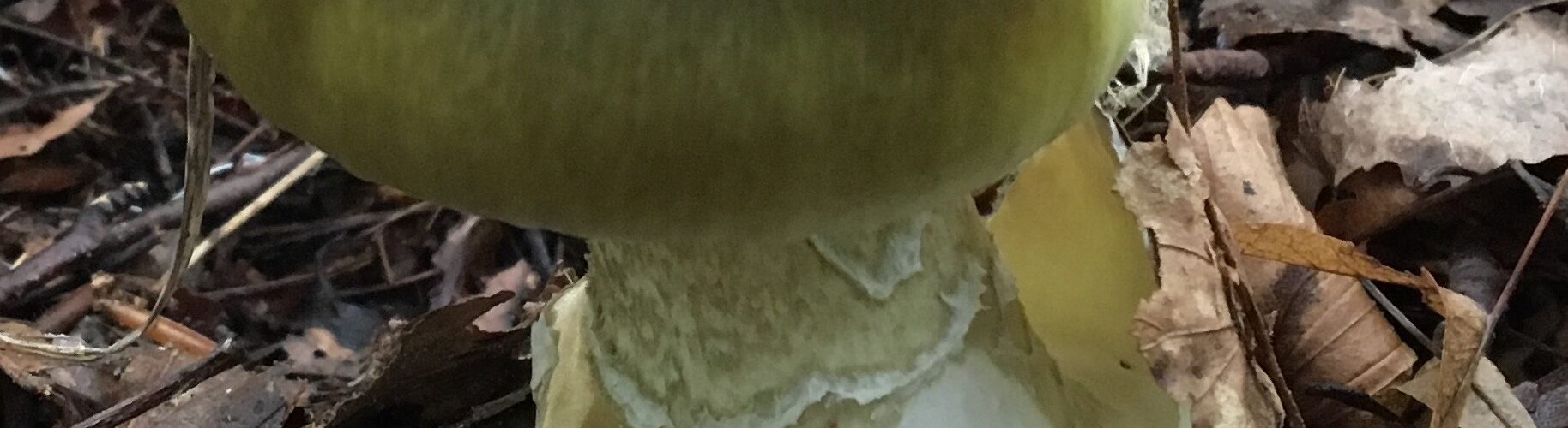 Lömsk flugsvamp, Amanita phalloides