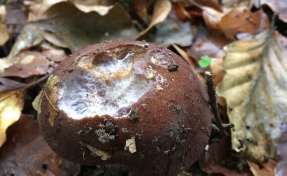 Blånande lökspindling, Cortinarius purpurascens