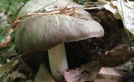 Strecknagelskivling, Clitocybula platyphylla