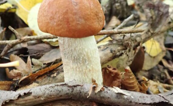 Vitfotad aspsopp, Leccinum albostipitatum