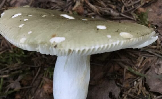 Grönkremla, Russula aeruginea