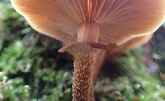 Föränderlig tofsskivling, Kuehneromyces mutabilis
