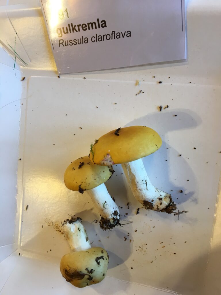 Gulkremla, Russula claroflava