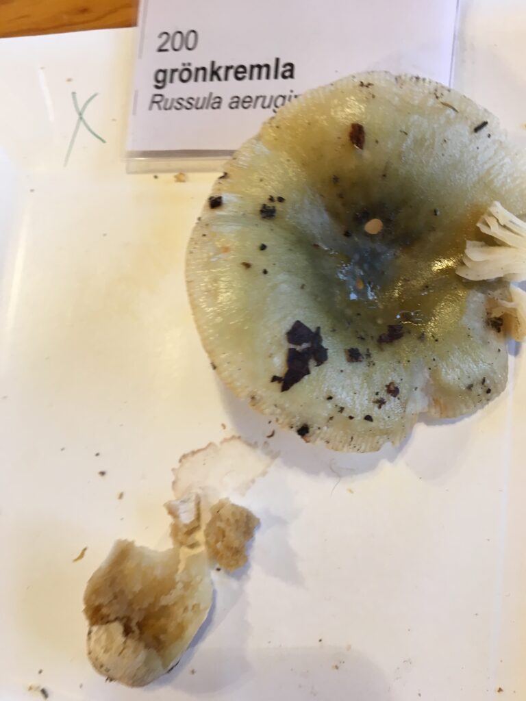 Grönkremla, Russula aeruginea