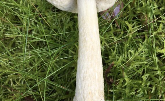 Kärrsopp, Leccinum holopus