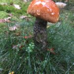 Tegelsopp, Leccinum versipelle