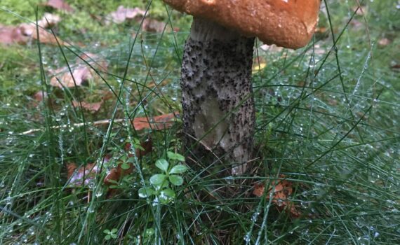 Tegelsopp, Leccinum versipelle