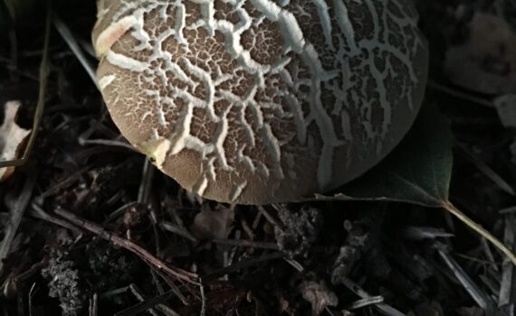 Falsk rutsopp, Xerocomellus porosporus
