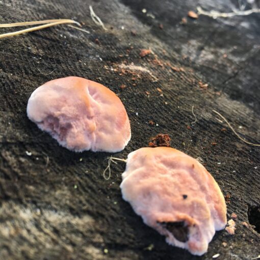 Laxticka, Hapalopilus salmonicolor s. lat.