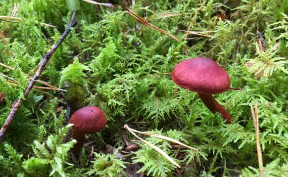 Blodspindling, Cortinarius sanguineus s. lat.