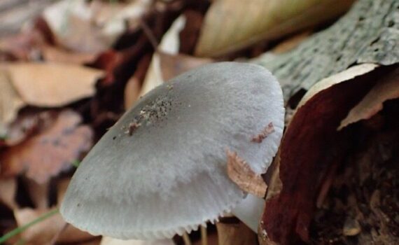 Blågrå skölding, Pluteus salicinus