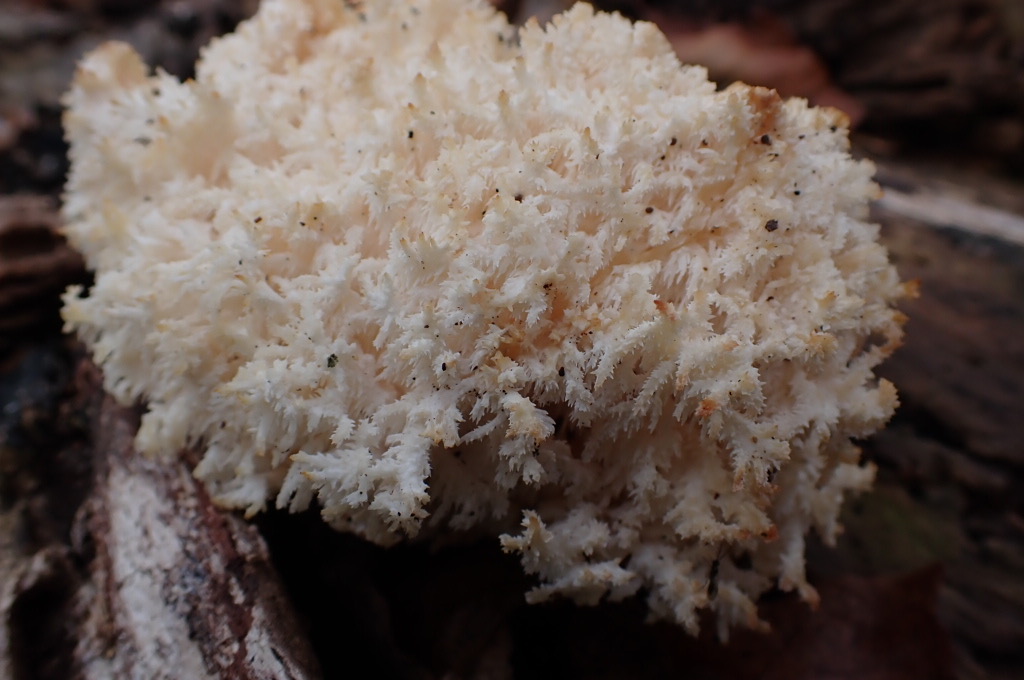 Koralltaggsvamp , Hericium coralloides