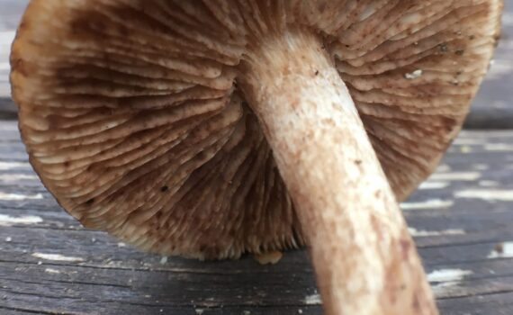 Bokmusseron, Tricholoma ustale.