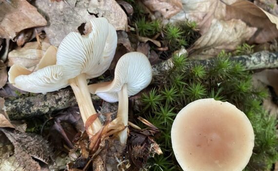Blek nagelskivling, Gymnopus dryophilus