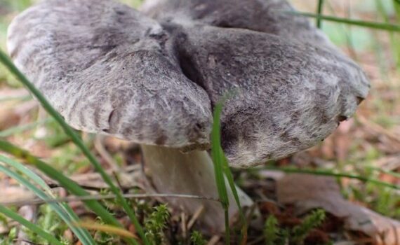 Jordmusseron, Tricholoma terreum