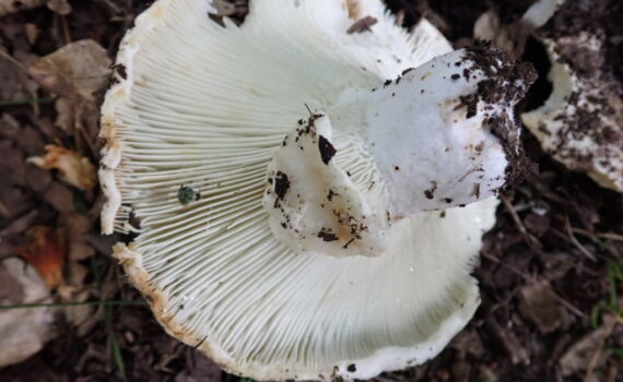 Trattkremla, Russula delica