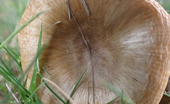 Mild kamkremla, Russula pectinatoides
