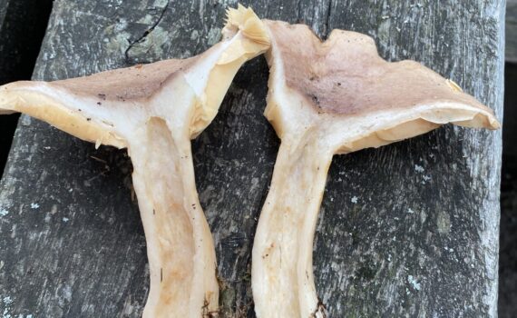 Skogsriska , Lactarius trivialis