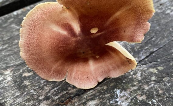 Prickmusseron , Tricholomopsis rutilans