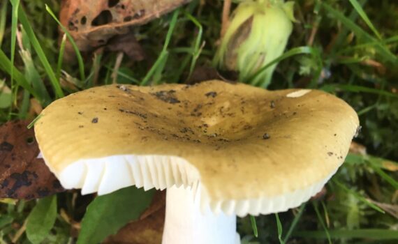 Senapskremla, Russula ochroleuca