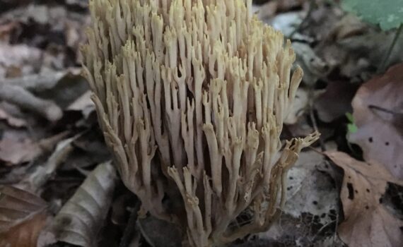 Rak fingersvamp, Ramaria stricta
