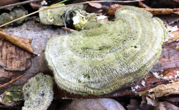 Borstticka, Trametes hirsuta