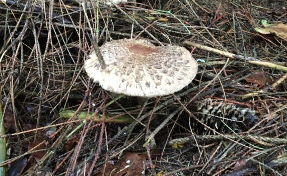 Stackfjällskivling, Chlorophyllum olivieri