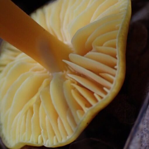 Gul vaxskivling, Hygrocybe chlorophana
