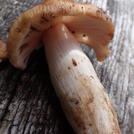Marsipankremla, Russula grata