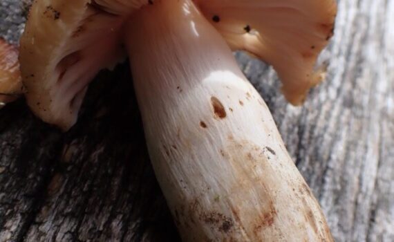 Marsipankremla, Russula grata
