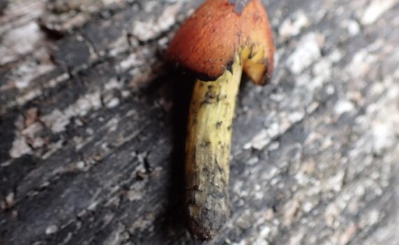 Toppvaxskivling, Hygrocybe conica