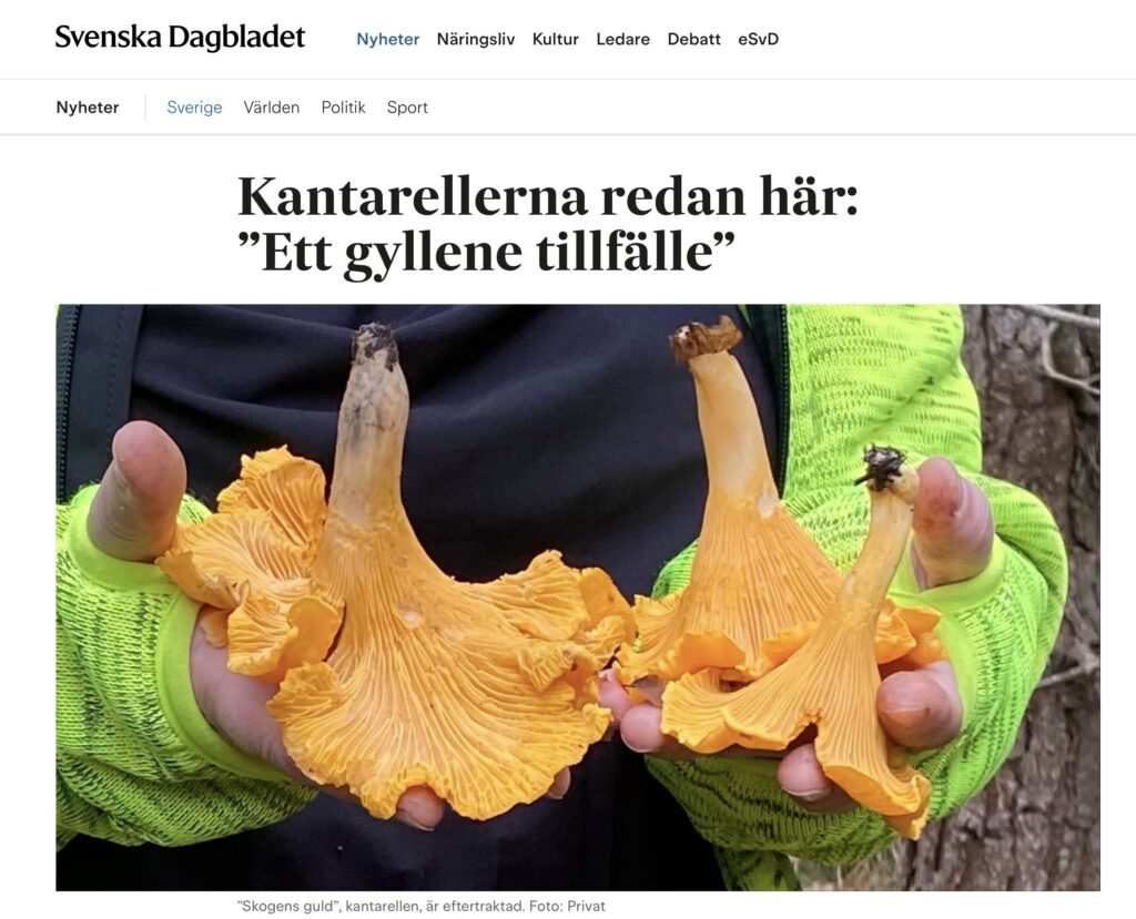 Svampsäsongen 2023, Svenska Dagbladet. 