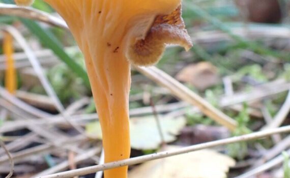 Rödgul trumpetsvamp, Craterellus lutescens