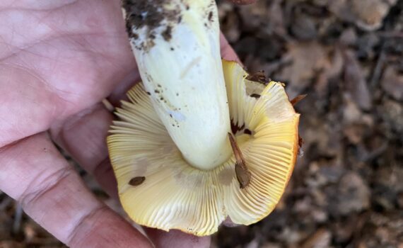 Guldkremla, Russula aurea