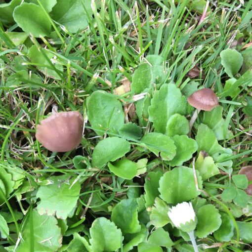 Slåtterbroking, Panaeolina foenisecii