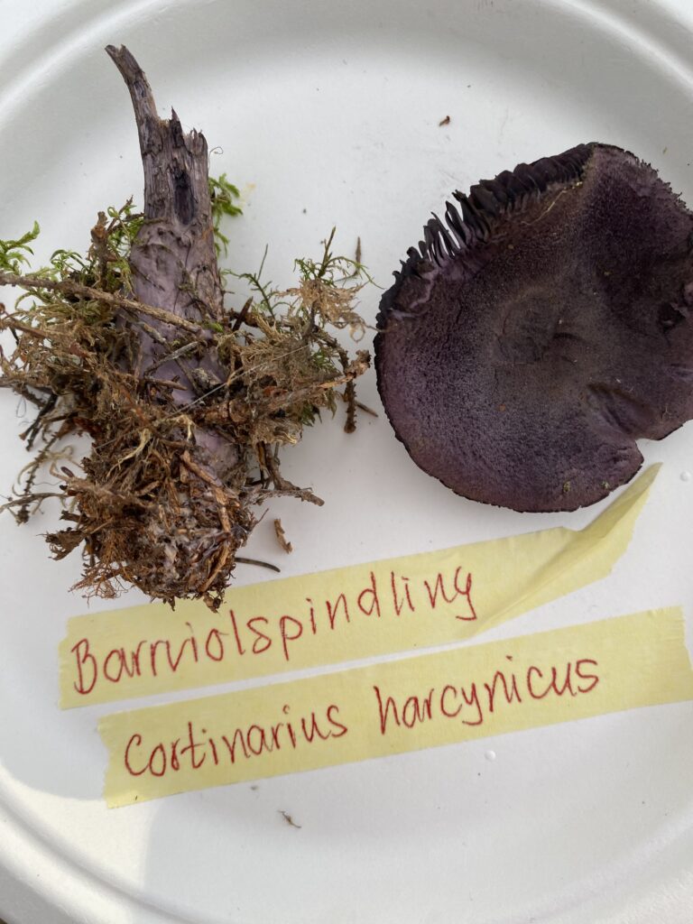 Barrviolspindling, Cortinarius harcynicus