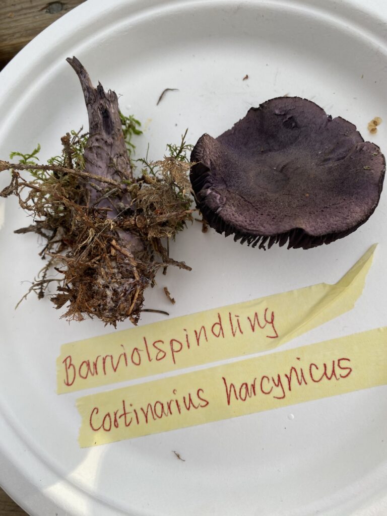 Barrviolspindling, Cortinarius harcynicus