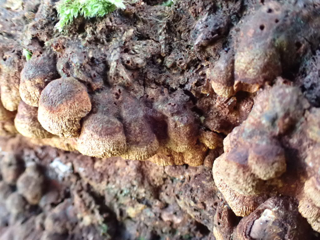 Rostticka, Fuscoporia ferruginosa