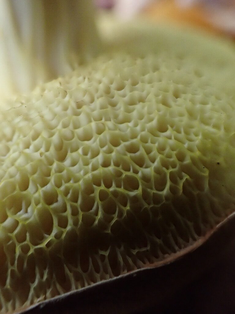 Vitköttig sammetssopp, Xerocomus ferrugineus