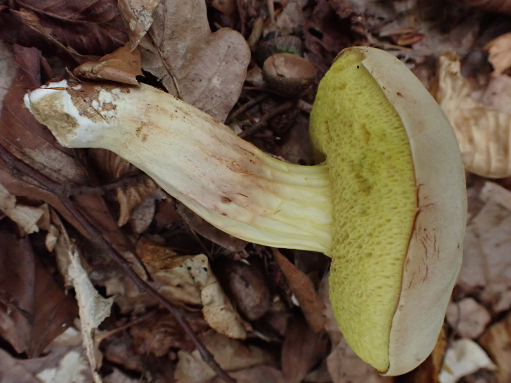Vitköttig sammetssopp, Xerocomus ferrugineus