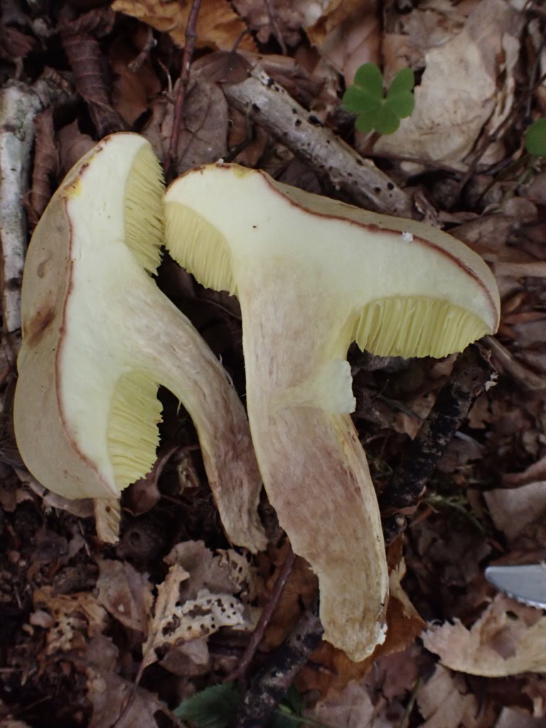 Vitköttig sammetssopp, Xerocomus ferrugineus