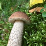 Björksopp